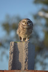 beautiful owl catched to a camera