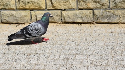pigeon in the city