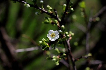  tree blossom