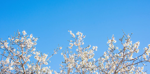 Flower spring background