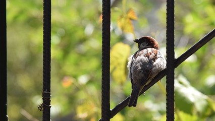 sparrow on the gate © Dorota