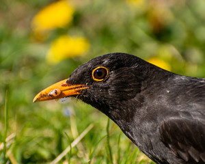 blackbird in the grass