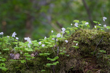 Common wood sorrel (Latin: Oxalis acetosella). Similar to shamrock. Shady undergrowth with sunspots. Tiny white flowers with sur tasting edible leaves. Old fallen mossy tree trunk with small blossoms.