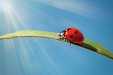 A red ladybug crawls on a leaf on green grass, blue sky with the rays of the sun © Natasha 
