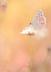 Motyl © Przemek