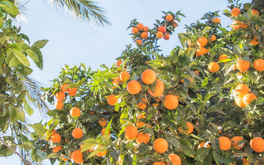 Summer garden with orange trees
