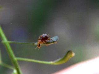 a small yellow ladybug on the plant