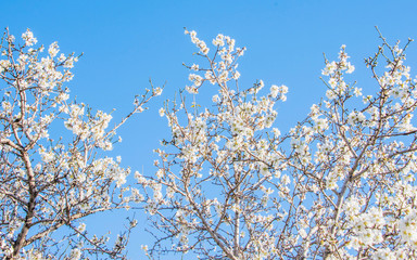 Flower spring background