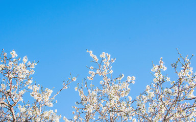 Flower spring background