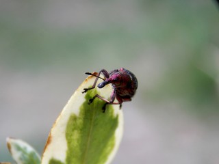 small burgundy beetle on a leaf