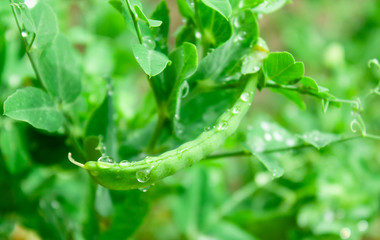 young pea bush with pea pod covered in drops after rain