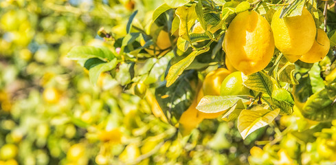 Summer garden with lemon trees