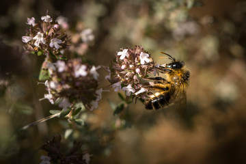 Abeja libando nectar de una flor de tomillo