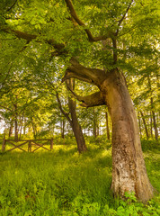 Park © Przemek