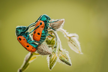 Pareja de Tituboea sexmaculata copulando sobre flores