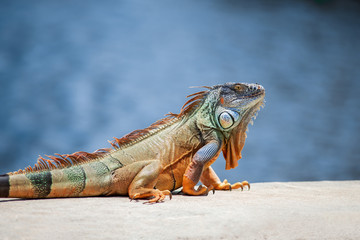 An adult green American iguana relaxing outdoors by himself on grey stones next to water during a warm summer day.