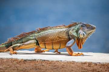 An adult green American iguana walking outdoors by himself on a grey stone wall next to water during a warm summer day. - obrazy, fototapety, plakaty