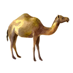 Watercolor illustration. Camel. Isolated freehand drawing of a desert animal.
