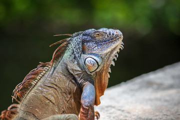 Closeup of an adult green American iguana relaxing outdoors by himself on a grey stone wall during...