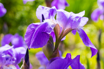 Purple iris flowers on a background of green grass. Beautiful spring card. Close-up