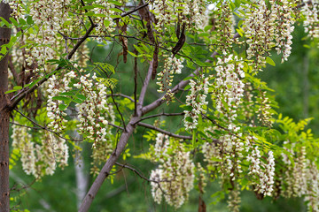 Beautiful acacia tree at the mountain