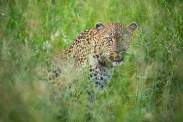 Leopard in the Grass