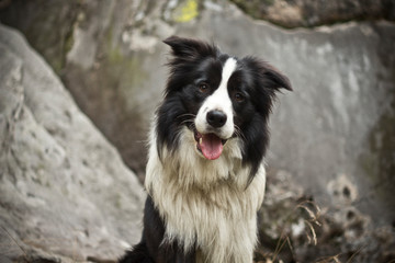 Beautiful photo of a border collie dog. Black and white portrait of an adorable border collie sitting and looking to the camere with open mouth.