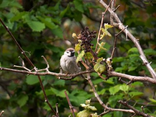 a little sparrow on a vine