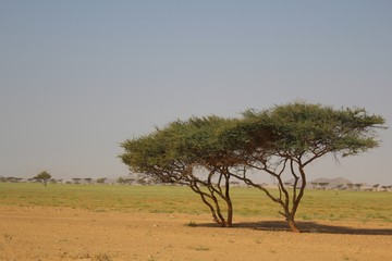 Fototapeta premium Beautiful scenery of trees in the wilderness with mountain background in Elba protectorate the south of Egypt