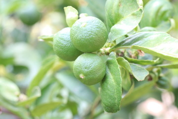 Green lemons hanging on the tree in the backyard