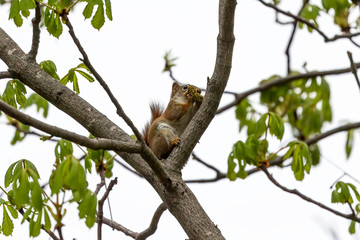 The  small American red squirrel (Tamiasciurus hudsonicus) eats walnut  flowers