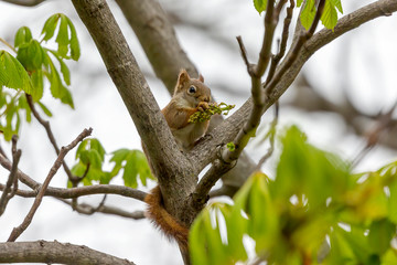 The  small American red squirrel (Tamiasciurus hudsonicus) eats walnut  flowers