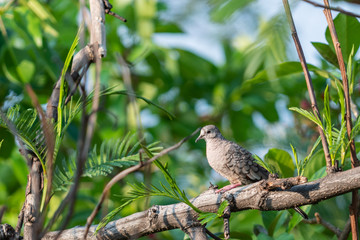 Ave en descanso en el atardecer