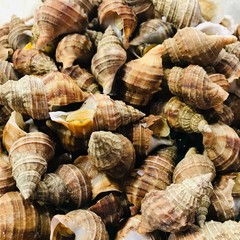 sea shells background