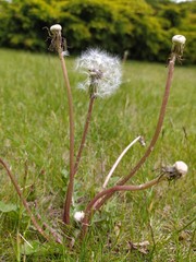 dmuchawce © Mikoh81