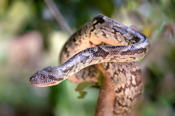 Madagaskar-Hundskopfboa in ihrer natürlichen Umgebung im Regenwald von Madagaskar