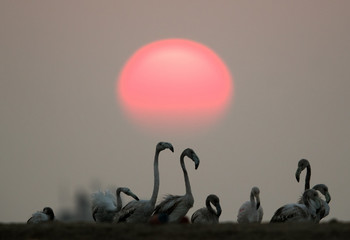 Greater Flamingos and the sun