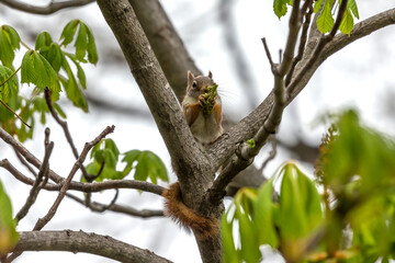 Fototapeta premium The small American red squirrel (Tamiasciurus hudsonicus) eats walnut flowers