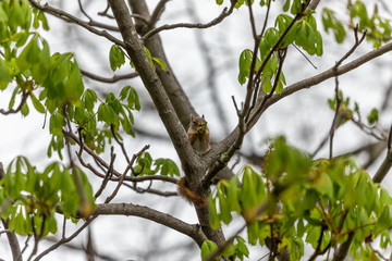 The  small American red squirrel (Tamiasciurus hudsonicus) eats walnut  flowers