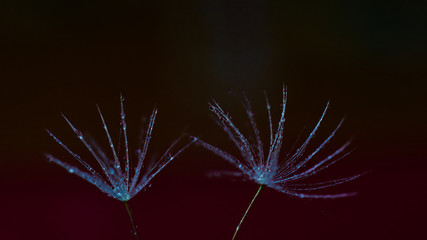 Water splashed dandelion seeds