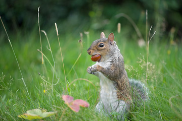 Fototapeta premium Grey squirrel bites a conker