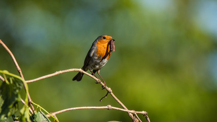rouge gorge 