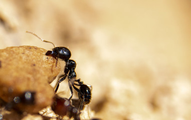 Ant looking for food to take to the anthill
