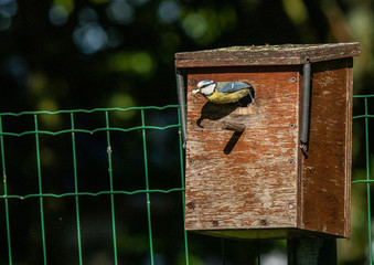 mésange bleue nichoir nid 