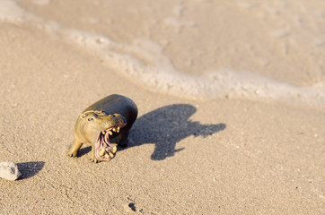 toy hippo sunbathing on the beach, sunny day, weights do not mind
