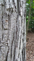 Obraz premium Natures Beautiful Tree Bark Texture