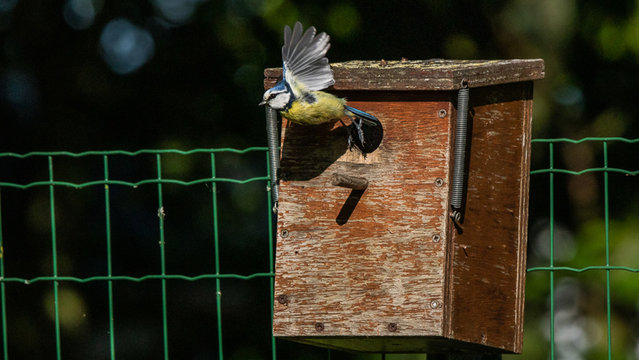 m&eacute;sange bleue nichoir nid 