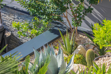 jardin de rocaille avec cactus, vivaces et succulentes 