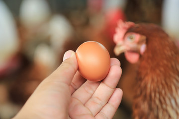 hand hold organic egg in farm 