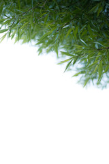 branches of a tree with green leaves isolated on a white background